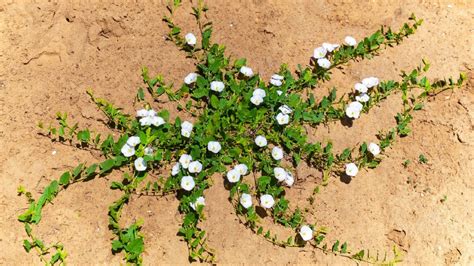 How to Get Rid of Bindweed: 7 Pro Tips